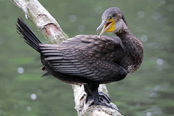 Karabatak kuş portre