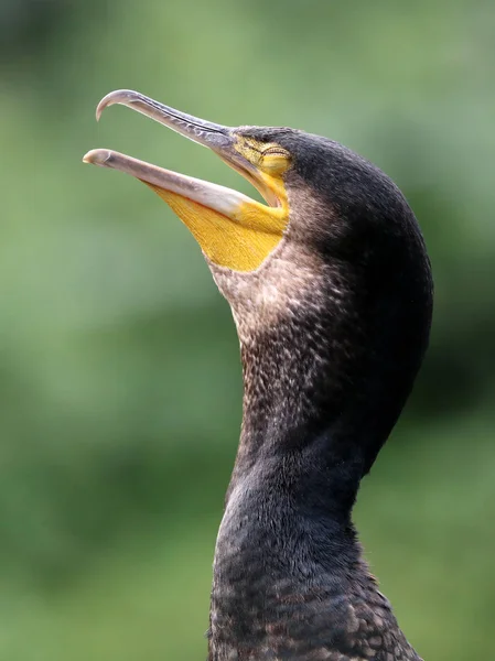 Cormorant bird portrait — Stock Photo, Image