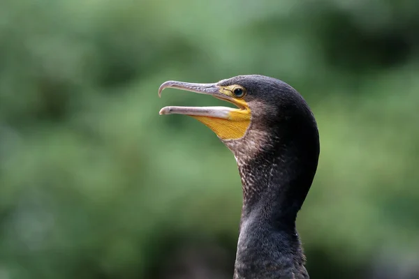 Cormorant bird portrait — Stock Photo, Image