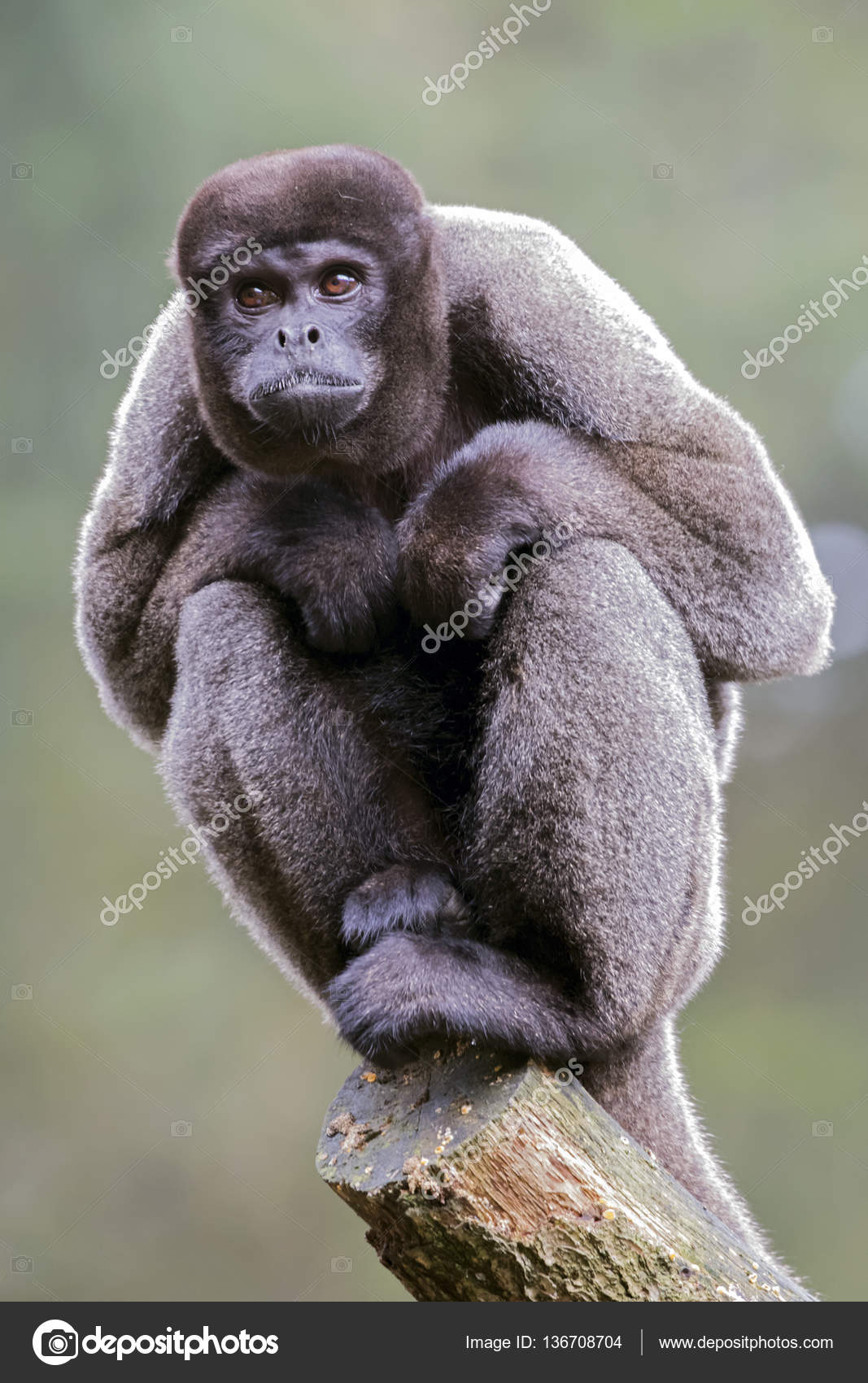 Woolly monkey portrait Stock Photo by ©EBFoto 136708704