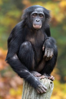 Bonobo monkey in nature habitat clipart