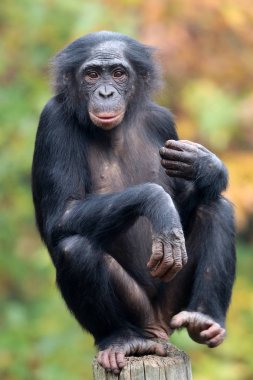 Bonobo maymunu doğa ortamlarında