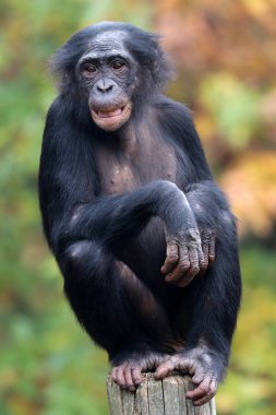 Bonobo monkey in nature habitat