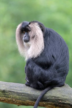Macaca silenus doğada 