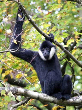 Doğada Nomascus leucogenys 