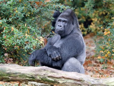 wild Gorilla in nature clipart