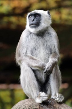 doğada vahşi Langur 