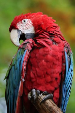 Güzel Amerika papağanı papağan