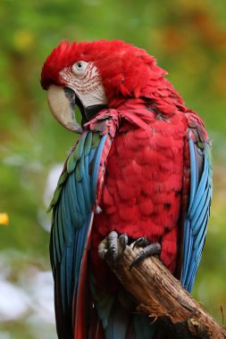 Güzel Amerika papağanı papağan