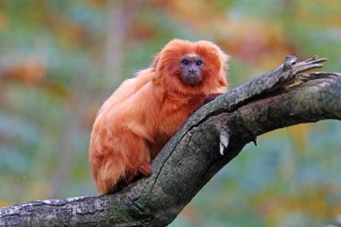 Altın Aslan pembe maymun