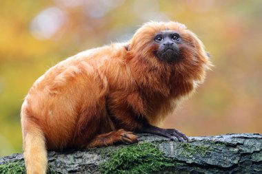 Altın Aslan pembe maymun