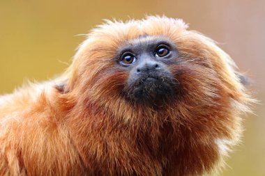 Altın Aslan pembe maymun