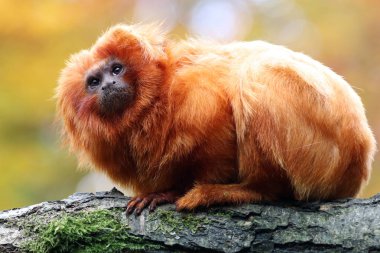 Altın Aslan pembe maymun