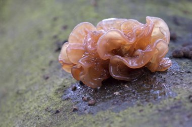 Sonbahar ormanında mantar