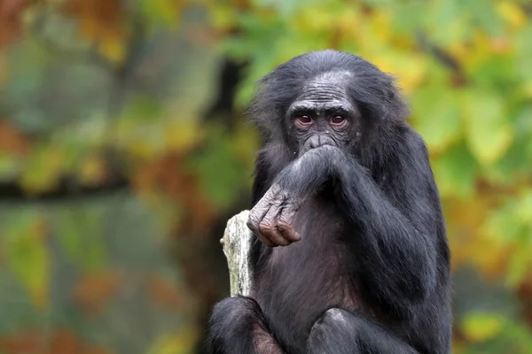 Mono Bonobo en hábitat natural —  Fotos de Stock