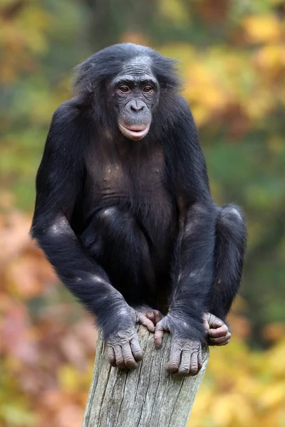 Bonobo monkey in nature habitat — Stock Photo, Image