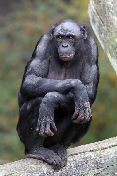 Bonobo maymunu doğa ortamlarında — Stok fotoğraf