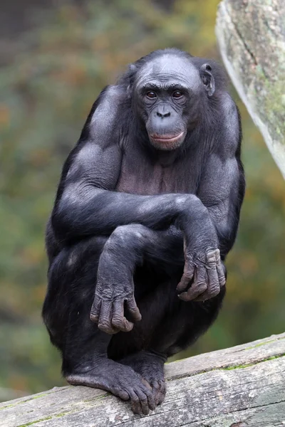 Bonobo monkey in nature habitat — Stock Photo, Image