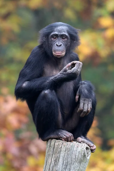Μπονόμπο μαϊμού σε φύση βιότοπος — Φωτογραφία Αρχείου