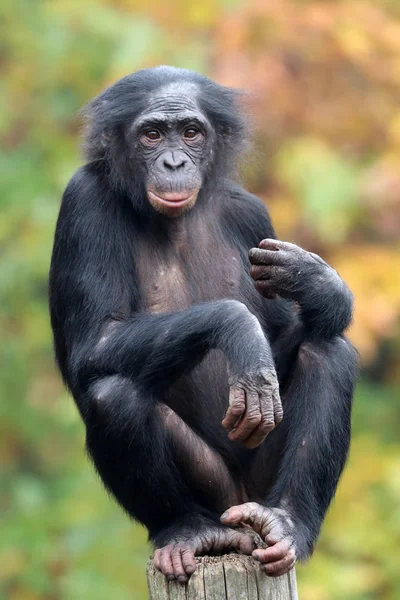 Macaco Bonobo no habitat natural — Fotografia de Stock