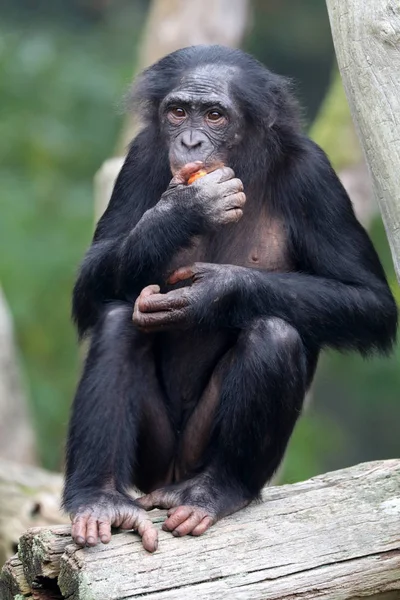 倭黑猩猩猴子在自然栖息地 — 图库照片