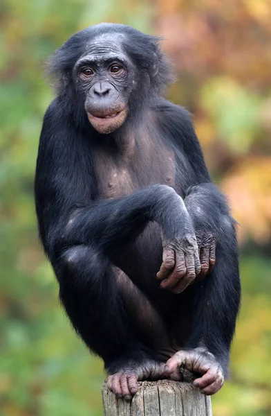 Бонобо обезьяна в естественной среде обитания — стоковое фото