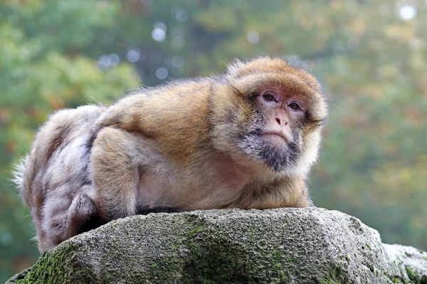 Macaco berbere no habitat natural — Fotografia de Stock