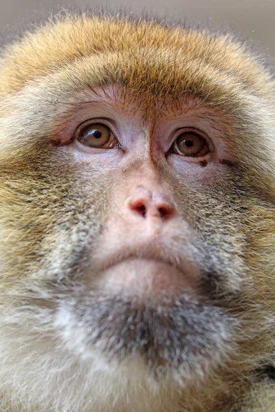 자연 서식 지에서 베르베르 원숭이 — 스톡 사진