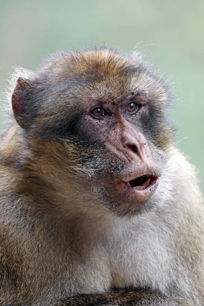 柏柏尔猴子在自然栖息地 — 图库照片