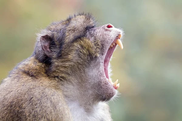 自然の生息地でベルベル人猿 — ストック写真