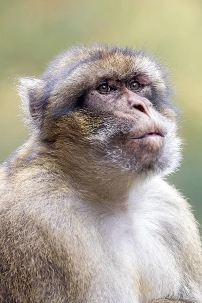 Berber aap in natuur habitat — Stockfoto