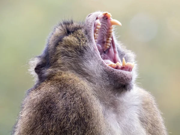 Berber monkey in nature habitat — Stock Photo, Image