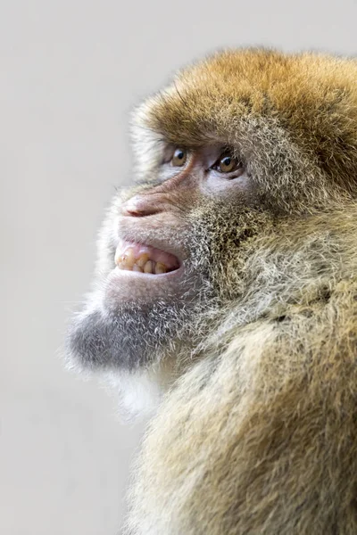 Berber aap in natuur habitat — Stockfoto