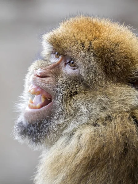 Berber aap in natuur habitat — Stockfoto