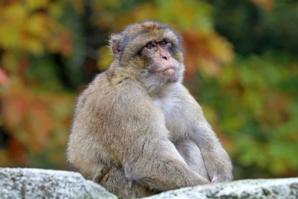 Berberské opice v přírodní stanoviště — Stock fotografie