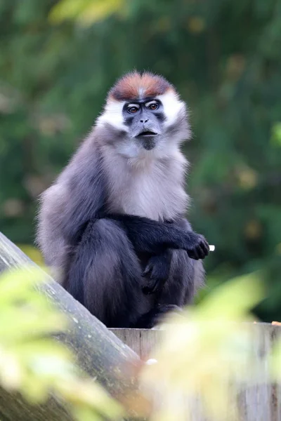 Cercocebus torquatus doğada — Stok fotoğraf