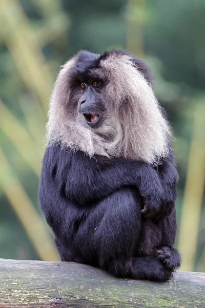 Macaca silenus in nature — Stock Photo, Image