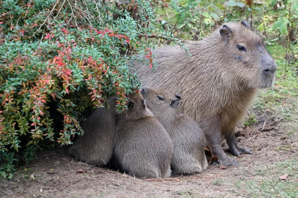 Capivara mãe com bebês — Fotografia de Stock