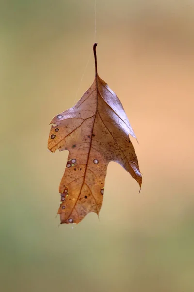 Сухий Осіннє листя — стокове фото