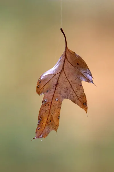 Hoja seca de otoño — Foto de Stock