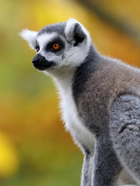 Mono de cola anillada en la naturaleza — Foto de Stock