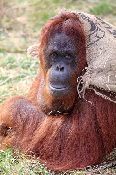 Doğada vahşi Orangutan — Stok fotoğraf