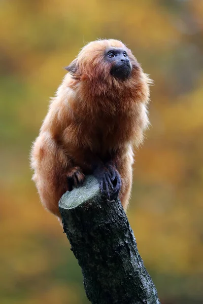 Gouden leeuwaapje in de natuur — Stockfoto