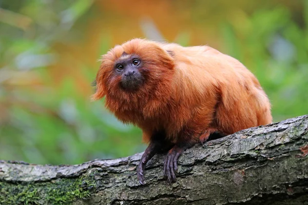 Gouden leeuwaapje in de natuur — Stockfoto