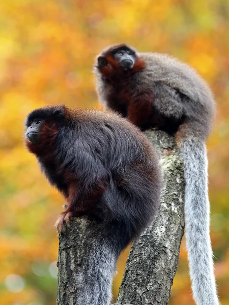 Wilde rode titi in de natuur — Stockfoto