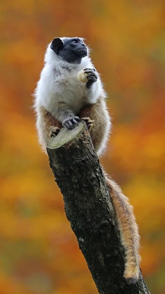 Wild mantel tamarin in de natuur — Stockfoto