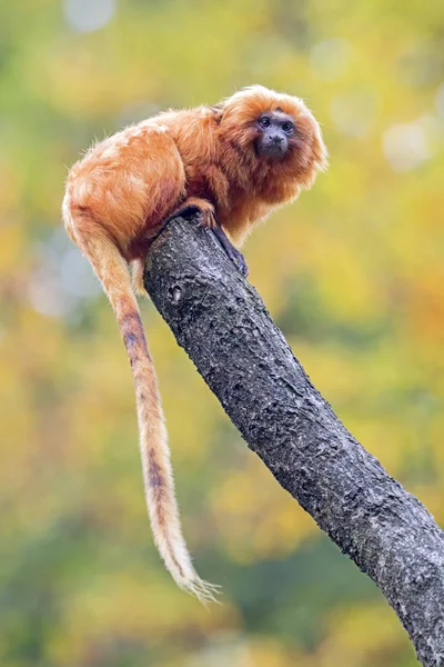 Goldener Löwe-Tamarin — Stockfoto