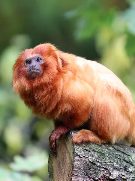 Golden lion tamarin — Stock Photo, Image