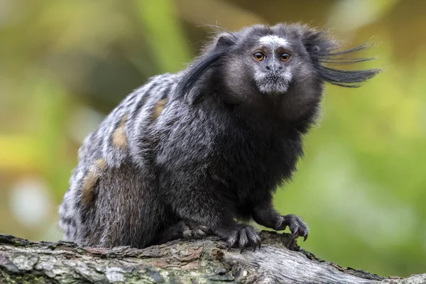 Μαύρο-φουντωτές marmoset — Φωτογραφία Αρχείου