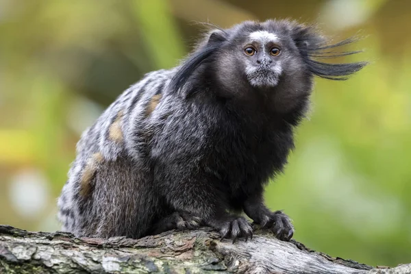 簇黑绒猴 — 图库照片